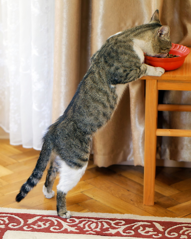 Funny tomcat eating